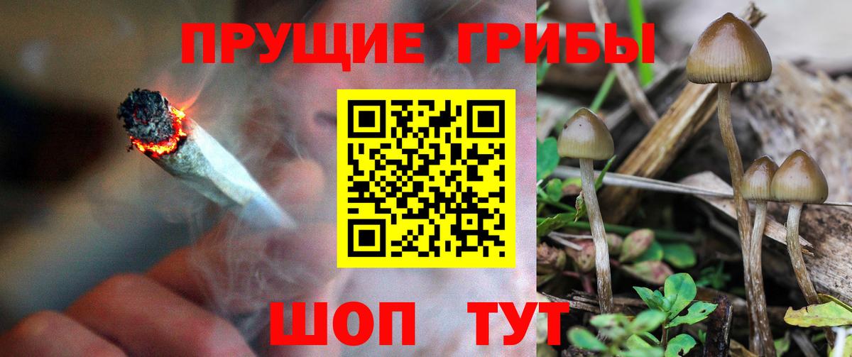 Псилоцибиновые грибы Psilocybine cubensis  Вход с VPN  где купить   Будённовск 